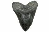Huge Fossil Megalodon Tooth - South Carolina #324264-1